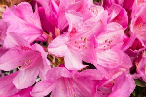 Rhododendron Graziella • Rhododendron ponticum Graziella