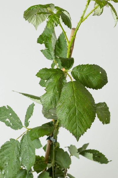 Brombeere Theodor Reimers • Rubus fruticosus Theodor Reimers
