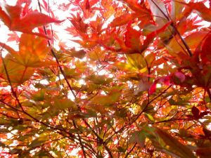 Roter Fächerahorn Bloodgood • Acer palmatum Bloodgood