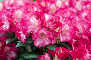 Rhododendron Priscilla • Rhododendron yakushimanum Priscilla