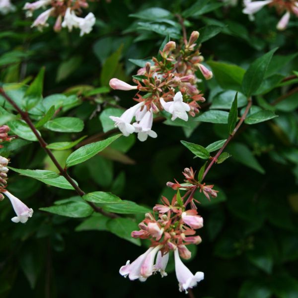 Großblumige Abelie • Abelia grandiflora
