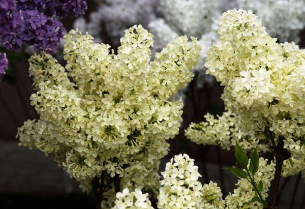 Edelflieder Primrose Kaufen Garten Von Ehren Qualitat Seit 1865 Garten Von Ehren