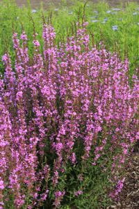 Garten-Ruten-Weidrich Dropmore Purple • Lythrum virgatum Dropmore Purple