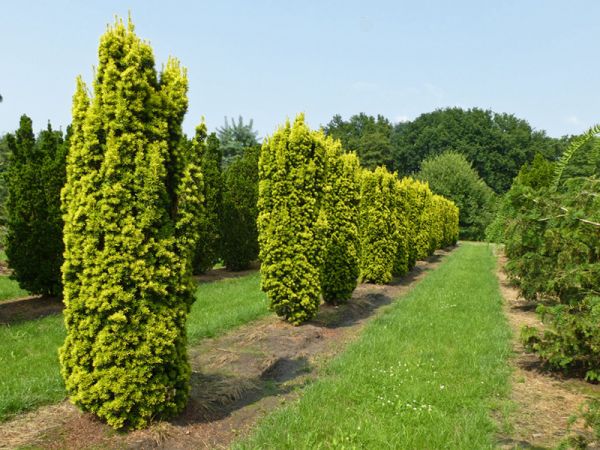 Gelbe SäulenEibe kaufen Garten von Ehren