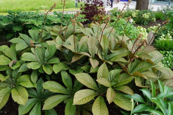 Fliederblättriges Schaublatt • Rodgersia pinnata