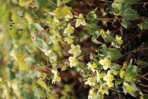Elfenblume schwefelgelb • Epimedium x versicolor Sulphureum