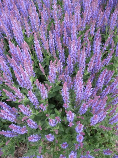 Garten-Blüten-Salbei Blauhügel • Salvia nemorosa Blauhügel