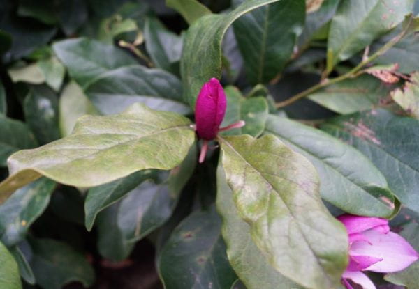 Purpurmagnolie Betty • Magnolia liliiflora Betty