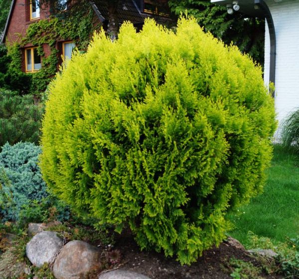 Zwergiger Kugel-Lebensbaum Danica • Thuja occidentalis Danica