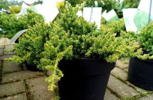 Japanischer Kriechwacholder • Juniperus procumbens Nana