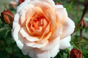 Rose Schloss Eutin ® • Rosa Schloss Eutin ®