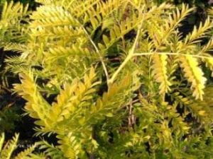 Gold-Scheinakazie Frisia • Robinia pseudoacacia Frisia