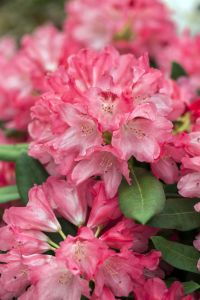 Rhododendron Sneezy • Rhododendron yakushimanum Sneezy