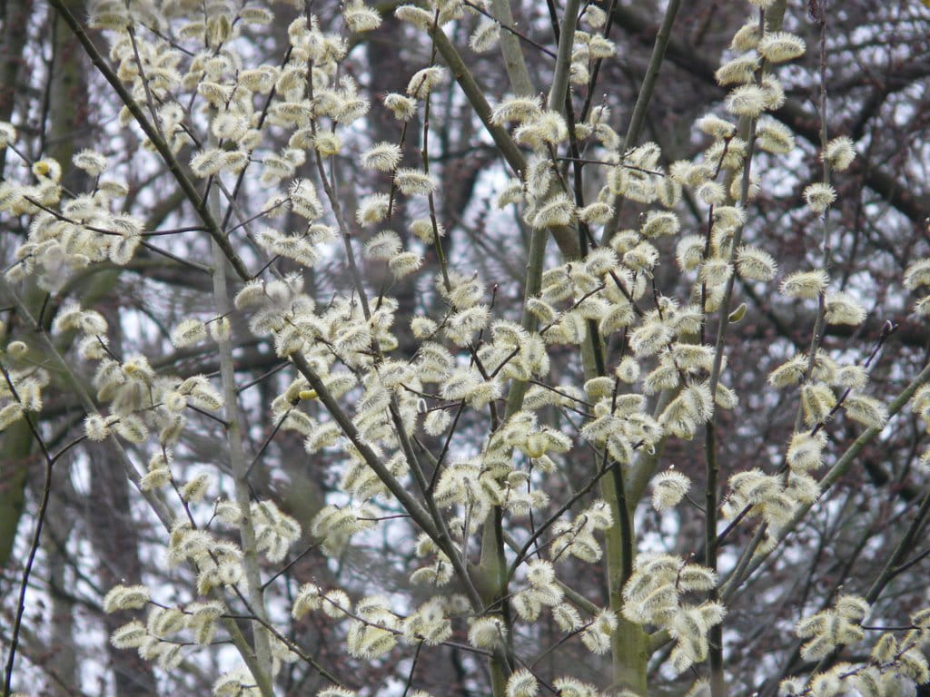 48+ Salweide Garten, Ja, die salweide ist ein gartenbaum und kann