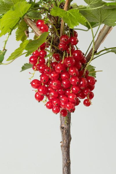 Rote Johannisbeere Rolan • Ribes rubrum Rolan