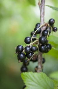 Schwarze Johannisbeere • Ribes nigrum Containerware 40-60 cm hoch,