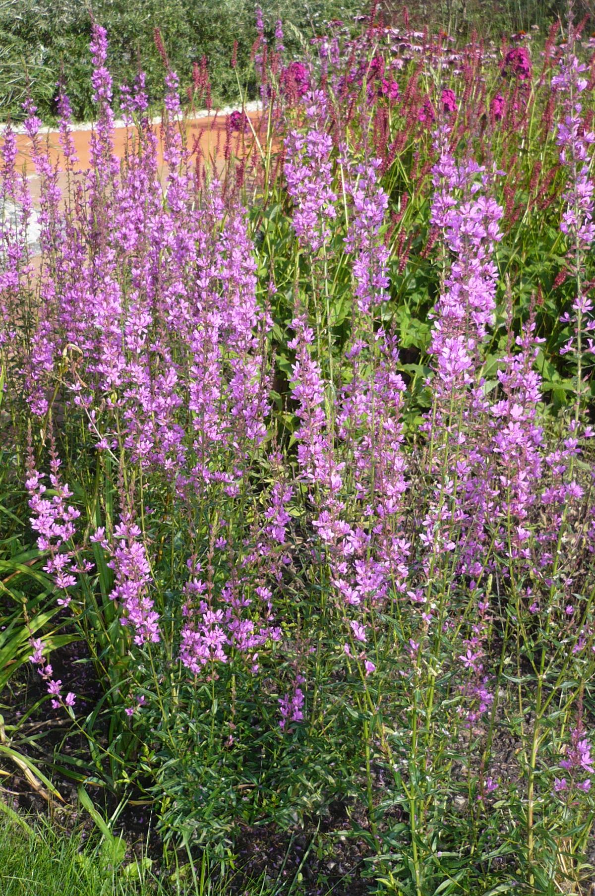 BlutWeiderich kaufen Garten von Ehren