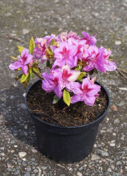 Japanische Azalee Peppina ® • Rhododendron obtusum Peppina ®