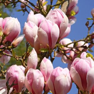 Tulpenmagnolie • Magnolia soulangiana