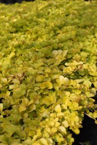 Garten-Pfenningkraut Aurea • Lysimachia nummularia Aurea