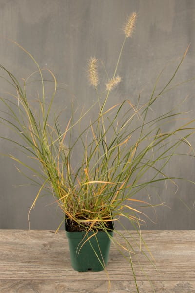 1 x Staude Pflanze Zwerg-Lampenputzergras Pennisetum alopecuroides 'Little Hone 