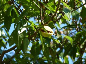 Mandel Dürkheimer Krachmandel • Prunus amygdalus Dürkheimer Krachmandel