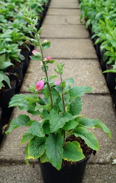 Garten Fingerhut Castor Rose • Digitalis Purpurea Castor Rose