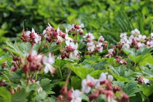 Garten-Storchschnabel • Geranium macrorrhizum Spessart