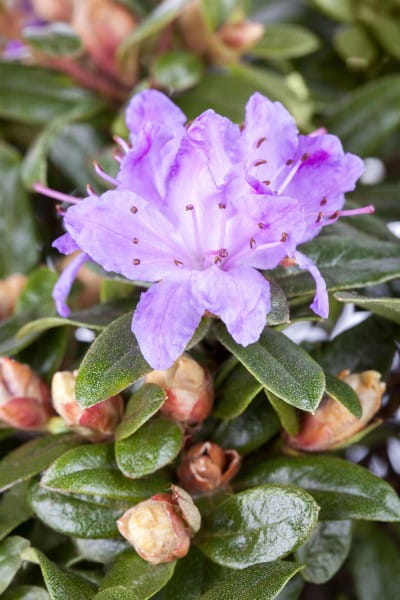 Kleinblättriger Rhododendron Moerheim • Rhododendron impeditum Moerheim