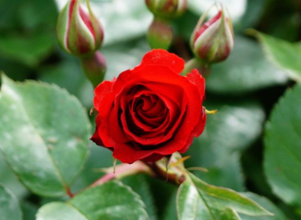 Strauchrose Royal Show • Rosa Royal Show