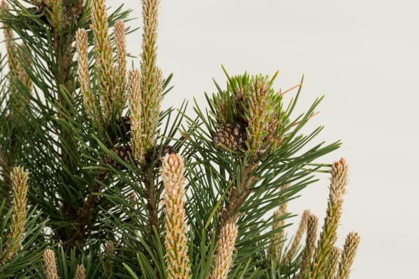 Strauch-Kiefer Gnom • Pinus mugo Gnom