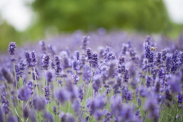 Lavendel Hidcote Blue • Lavandula angustifolia Hidcote Blue
