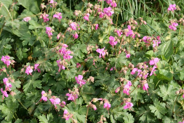 Storchschnabel Berggarten • Geranium x cantabrigiense Berggarten