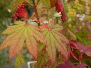 Japanischer Ahorn Vitifolium • Acer japonicum Vitifolium