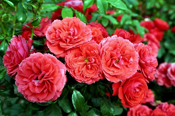 Rose Cherry Girl • Rosa Cherry Girl