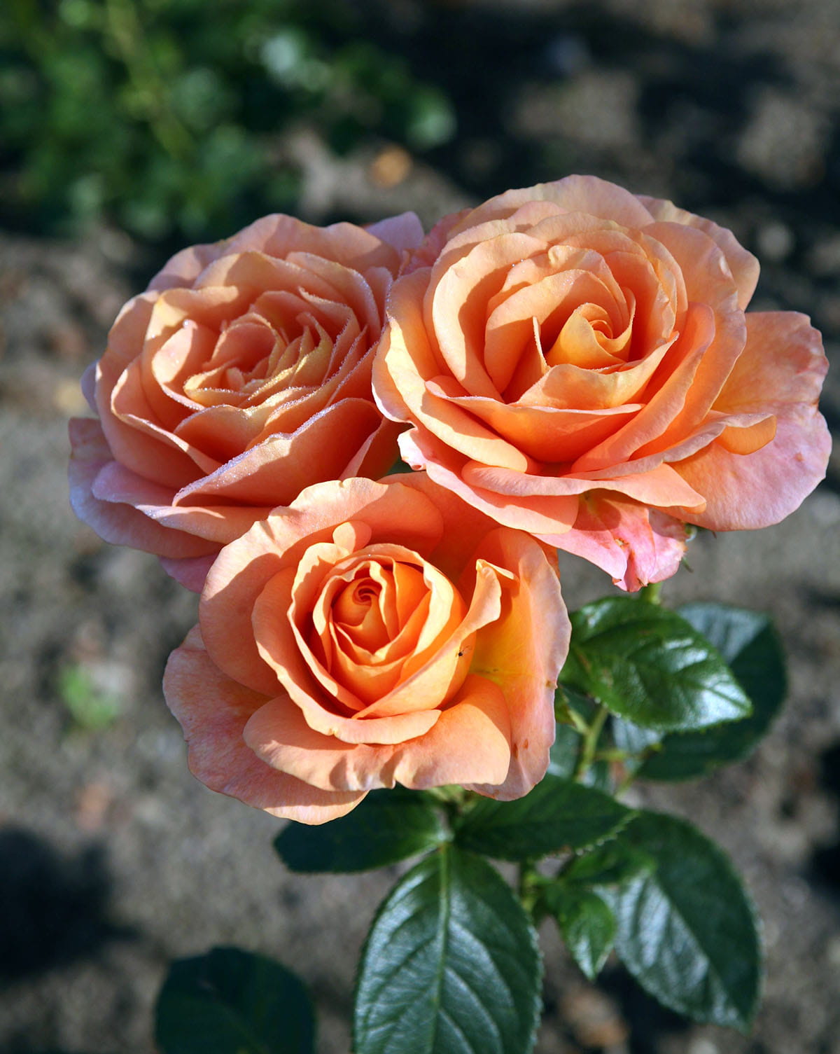 rose-bengali-kaufen-garten-von-ehren