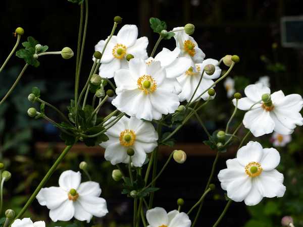 Garten-Herbst-Anemone Honorine Jobert • Anemone japonica Honorine Jobert