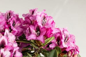 Rhododendron Kokardia® • Rhododendron Hybride Kokardia