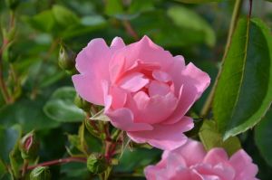 Rose Sommerwind® • Rosa Sommerwind