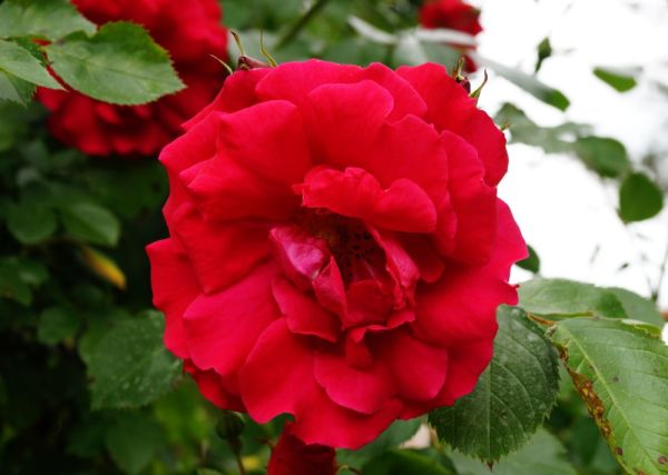 Rose Flammentanz ® • Rosa Flammentanz ®