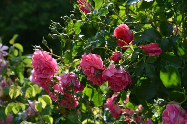 Rose Rosarium Uetersen ® • Rosa Rosarium Uetersen ®