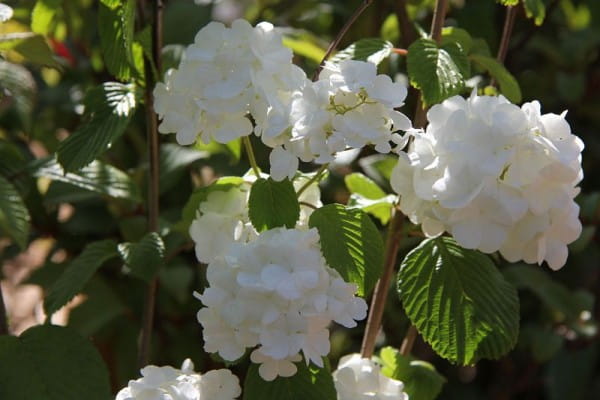 Japanischer Schneeball Popcorn • Viburnum Plicatum Popcorn