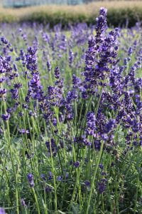 Lavendel Hidcote Blue • Lavandula angustifolia Hidcote Blue