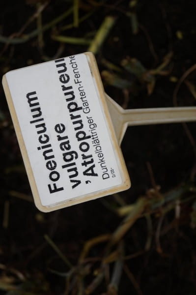 Dunkelblättriger Fenchel • Foeniculum vulgare Atropurpureum