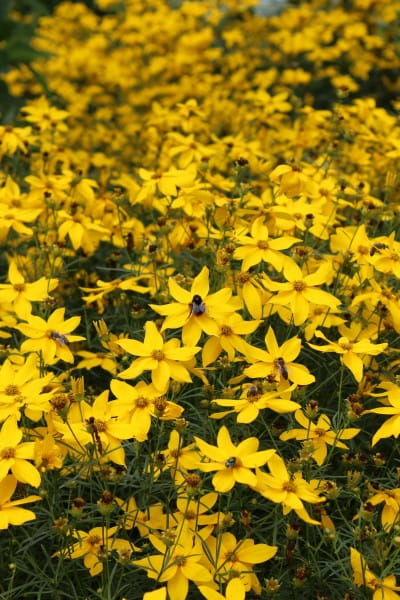 Großblumiges Garten-Mädchenauge • Coreopsis grandiflora Sonnenkind