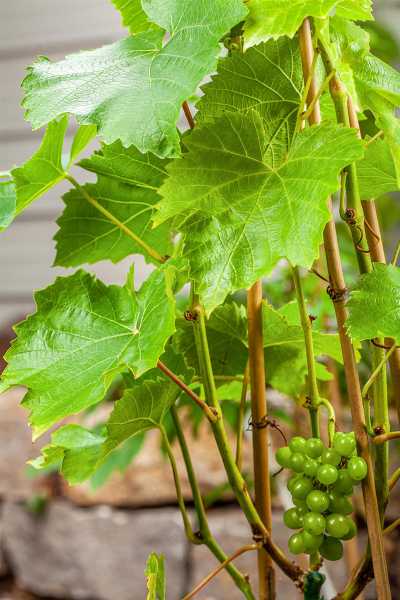 Tafeltraube Isabella Garten von Ehren Weintraube Weinrebe Vitis Isabella 80-100 cm hoch 