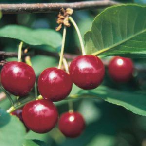Sauerkirsche Karneol • Prunus cerasus Karneol