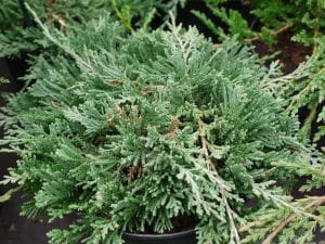 Teppichwacholder Wiltonii • Juniperus horizontalis Wiltonii