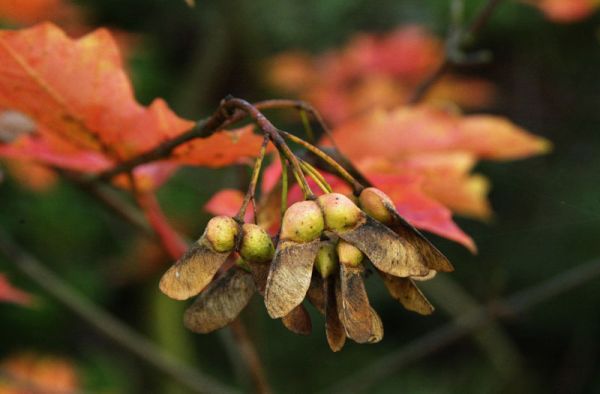 Zuckerahorn • Acer saccharum