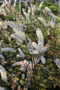 Garten Oktober Silberkerze Brunette • Cimicifuga simplex Brunette